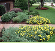 landscaping Frisco, Plano, Lewisville, Coppell, Flower Mound, McKinney